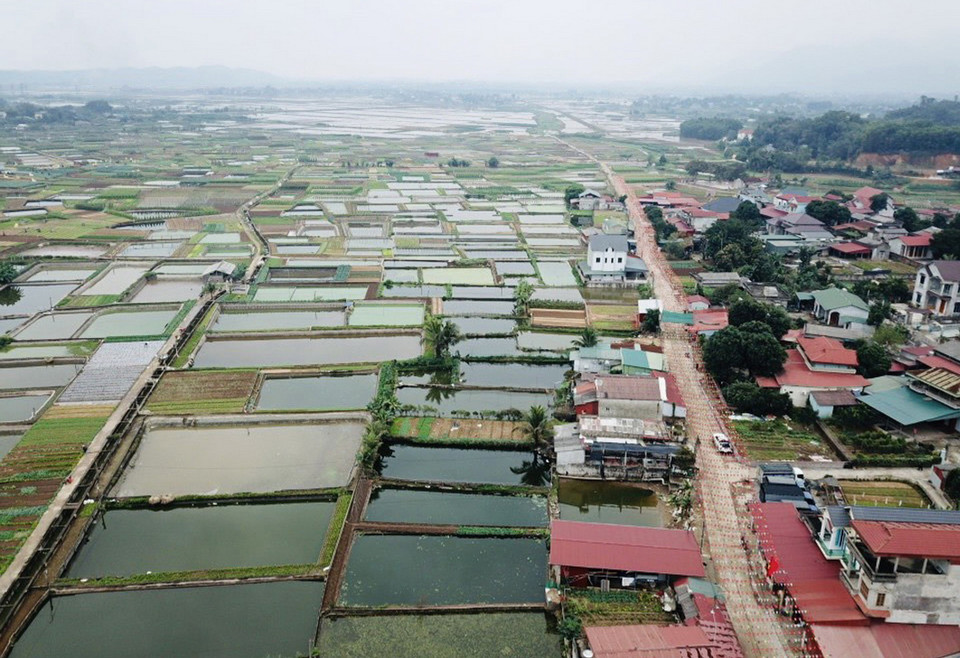 Hasta la fecha, la superficie total de cultivo de carpa roja de esta aldea es de unas 50 hectáreas, con una cosecha estimada de 150 toneladas al año. (Foto: VNA)