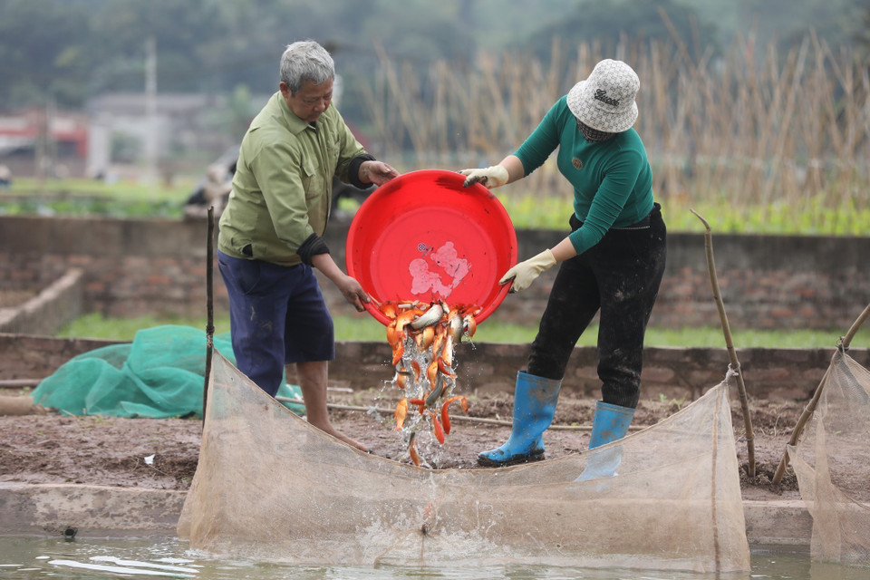 Por estos días, los aldeanos del pueblo de Thuy Tram, en la comuna de Tuy Loc, distrito de Cam Khe, provincia norteña de Phu Tho, se apresuran a cosechar carpas rojas para venderlas con motivo de la ceremonia dedicada a Ong Cong y Ong Tao (genio de la tierra y dioses de la cocina). (Foto: VNA)