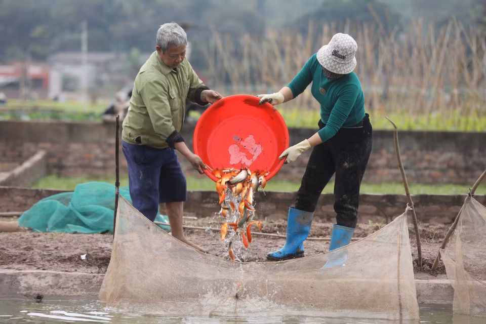Por estos días, los aldeanos del pueblo de Thuy Tram, en la comuna de Tuy Loc, distrito de Cam Khe, provincia norteña de Phu Tho, se apresuran a cosechar carpas rojas para venderlas con motivo de la ceremonia dedicada a Ong Cong y Ong Tao (genio de la tierra y dioses de la cocina). (Foto: VNA)