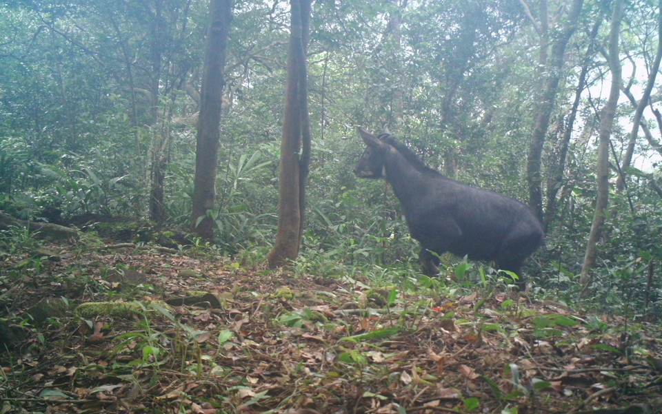Son Duong (nombre científico: Capricornis milneedwardsii) fue fotografiado con una cámara trampa en la Reserva Natural Dong Chau - Khe Nuoc Trong (Foto: VNA) 