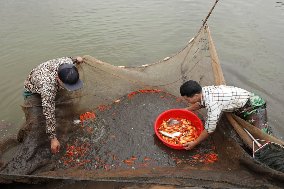 En estos días, los aldeanos de Thuy Tram comenzaron a drenar el estanque y a trasladar las carpas al interior para venderlas a otras localidades. (Foto: VNA)