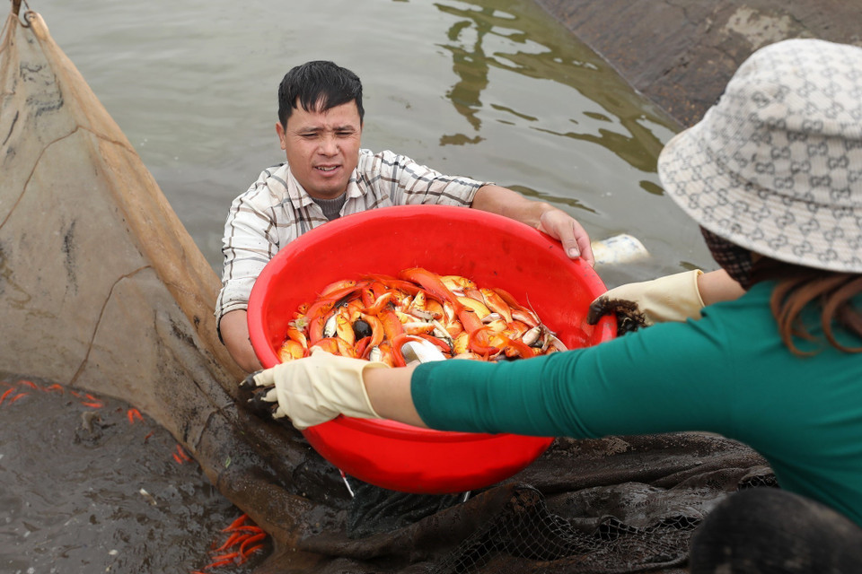 La carpa roja de Thuy Tram se ha convertido en una marca famosa en todo el país. (Foto: VNA)