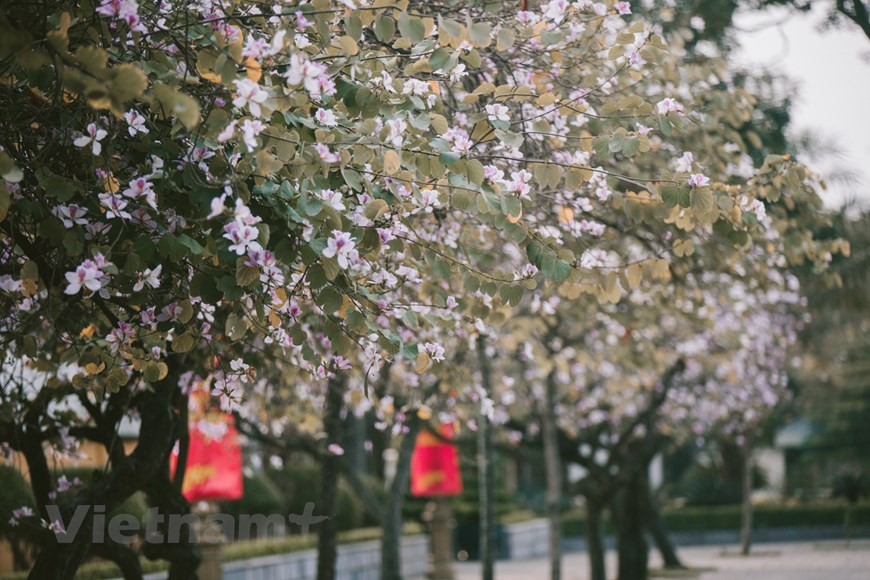 Estas flores comienzan a florecer a finales de diciembre y duran alrededor de tres meses (Fuente: VNA)