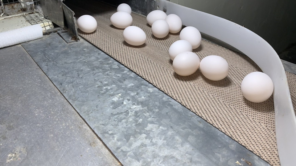 Las gallinas francesas producen huevos grandes y uniformes, lo que facilita la producción de la vacuna Covivac (Fuente: VNA)