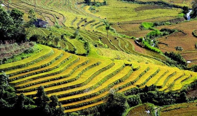 Belleza de las terrazas arroceras vista desde arriba en los días de otoño (Fuente: VNA)