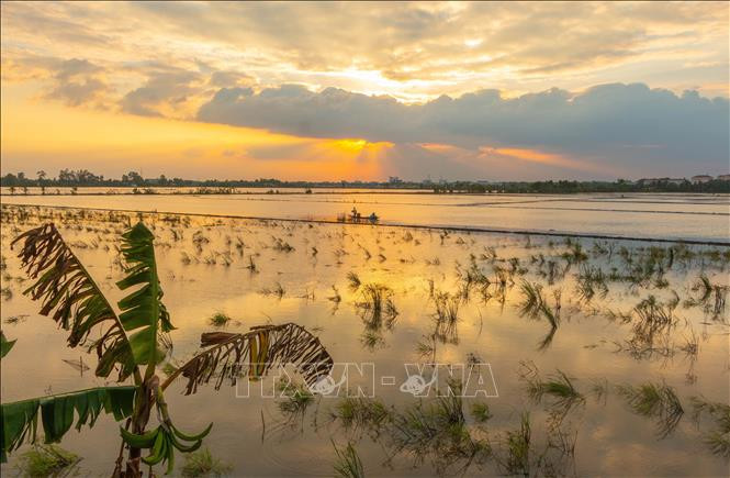 Campos inundados a finales de la temporada flotante en el distrito de Vi Thuy, en la provincia de Hau Giang (Fuente: VNA)