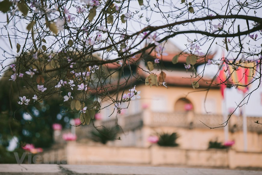 Cada flor de Bauhinia blanca tiene de cuatro a cinco pétalos y posee la belleza rústica de las montañas del Noroeste (Fuente: VNA)
