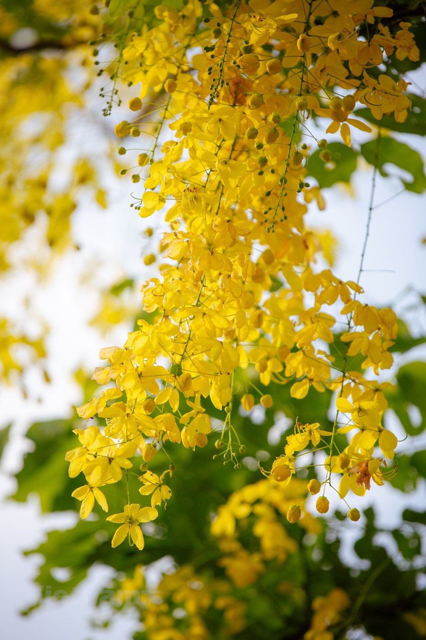 A principios del verano, las carreteras que rodean el lago del Oeste de Hanoi se tiñen con el color amarillo de las flores de caña fístula. Sus pétalos amarillos trazan hermosas decoraciones en el cielo azul. La temporada de floración de esta planta dura dos meses, de mayo a julio. La caña fístula representa la suerte y la esperanza de un futuro mejor. Esta planta, nativa del sur de Asia, tiene diferentes nombres en vietnamita debido a la forma de sus flores, tales como Hoa long den (flor de linterna), Bo cap nuoc (escorpión de agua) y Mai no muon (Ochna integérrima de floración tardía). (Fuente:Vietnamplus)