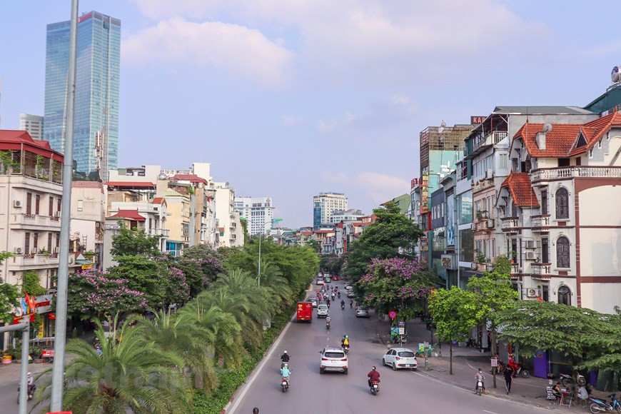 Las flores de Bang Lang tiñen de color violeta las calles de Dao Tan, Tran Thai Tong y Kim Ma (Fuente: Vietnamplus)