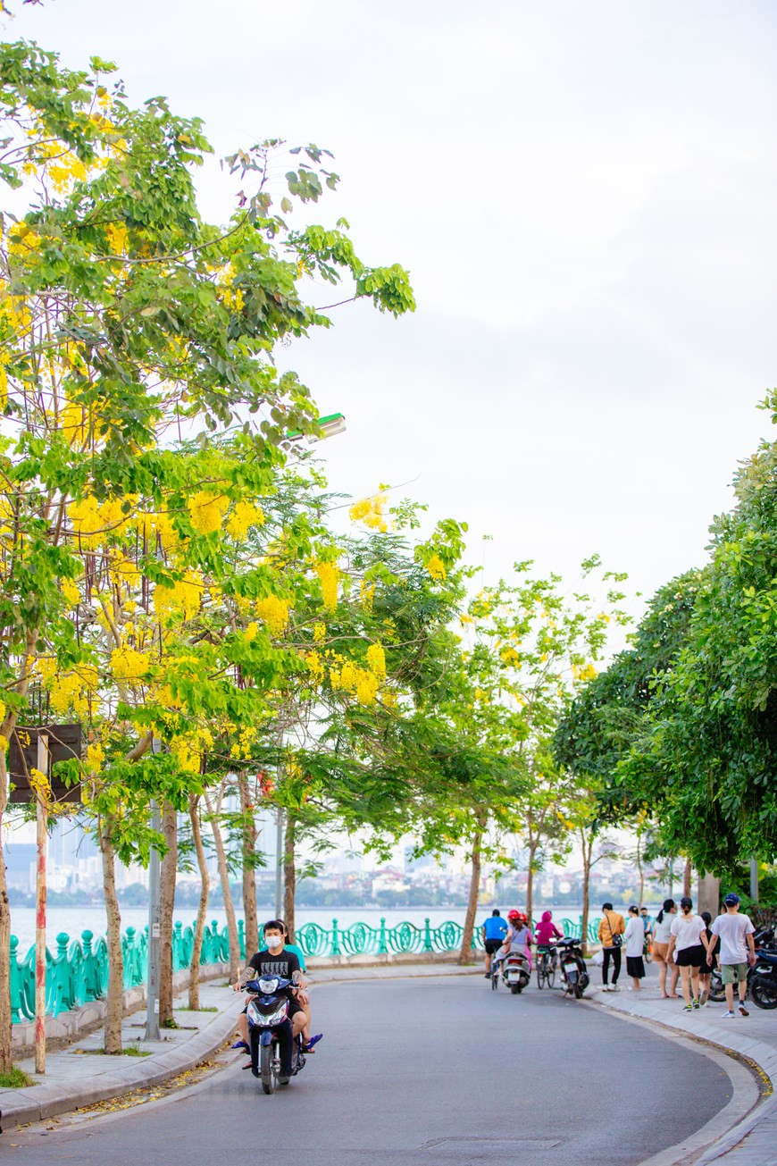 Durante los días del verano, las carreteras que rodean el lago del Oeste de Hanoi se tiñen con el color amarillo de las flores de caña fístula. Sus pétalos amarillos trazan hermosas decoraciones en el cielo azul. La temporada de floración de esta planta dura dos meses, de mayo a julio. La caña fístula representa la suerte y la esperanza de un futuro mejor. Esta planta, nativa del sur de Asia, tiene diferentes nombres en vietnamita debido a la forma de sus flores, tales como Hoa long den (flor de linterna), Bo cap nuoc (escorpión de agua) y Mai no muon (Ochna integérrima de floración tardía). (Fuente:Vietnamplus)