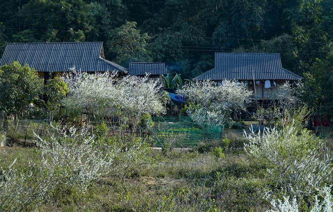 Flores de ciruelo adornan con su belleza los alrededores de las casas sobre pilotes del grupo étnico Thai (Fuente: VNA)