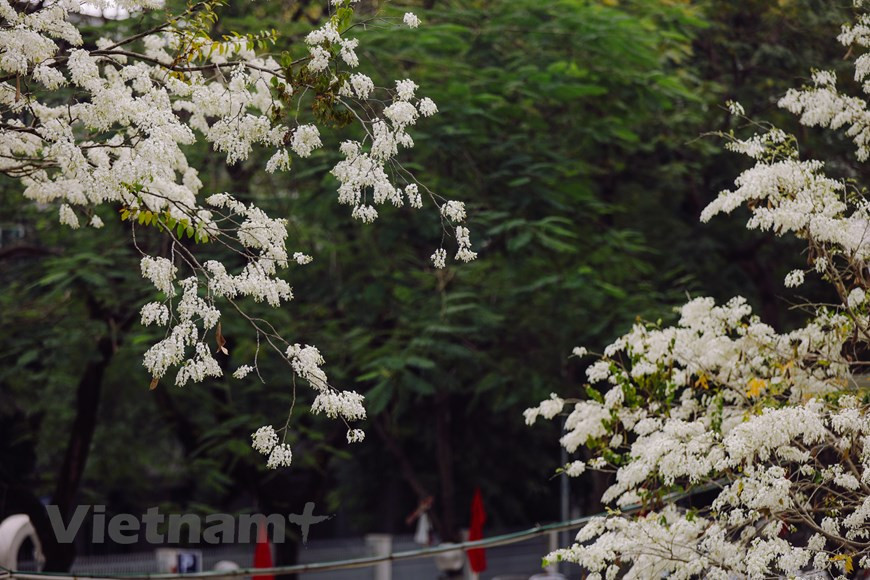 En marzo cada año, cuando el clima es un poco frío y el sol brilla suavemente, las flores de Sua florecen en las calles de Hanoi. Se encuentran plantados en varias calles, y cada temporada de floración es fácil verlos desde la distancia. Gracias a su color blanco típico, las flores Sua se pueden apreciar fácilmente desde lejos. Las ramas de las flores Sua se mecen con el viento primaveral. Si tienes la oportunidad de visitar a Hanoi en estos días, será difícil olvidar la belleza de las flores Sua. Esas flores adornan con su blancura la esquina de una calle, creando una escena romántica.(Fuente:Vietnamplus)