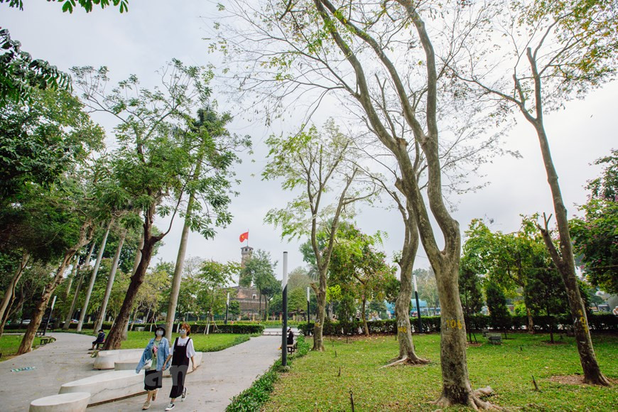 Las flores Sua embellecen calles de Hanoi. Las flores Sua (cuyo nombre científico es Dalbergia tonkinensis) tienen un color blanco puro, que cautiva a todos en la capital Hanoi. Se encuentran plantados en varias calles, y cada temporada de floración es fácil verlos desde la distancia. Gracias a su color blanco típico, las flores Sua se pueden apreciar fácilmente desde lejos. Las ramas de las flores Sua se mecen con el viento primaveral. Si tienes la oportunidad de visitar a Hanoi en estos días, será difícil olvidar la belleza de las flores Sua. Esas flores adornan con su blancura la esquina de una calle, creando una escena romántica. (Fuente:Vietnamplus)