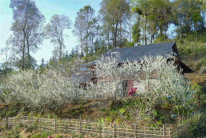 Flores de ciruelo engalanan los alrededores de las casas sobre pilotes del grupo étnico Thai (Fuente: VNA)
