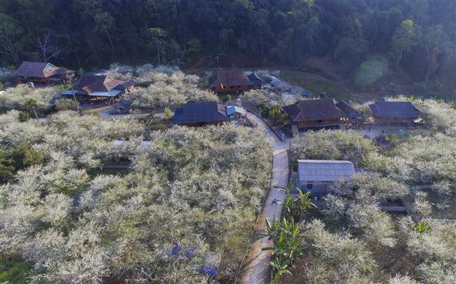 La belleza de las flores de ciruelo y la aldea generan un paisaje hermoso de la primavera del noreste de Vietnam (Fuente: VNA)