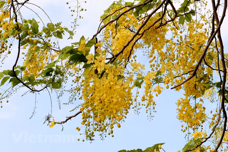 Esta planta, nativa del sur de Asia, tiene diferentes nombres en vietnamita debido a la forma de sus flores, tales como Hoa long den (flor de linterna), Bo cap nuoc (escorpión de agua) y Mai no muon (Ochna integérrima de floración tardía), entre otros. A fines de mayo, las cañas fístulas florecen en muchas esquinas de las calles de Hanoi. La temporada de floración de esta planta dura dos meses, de mayo a julio. La caña fístula representa la suerte y la esperanza de un futuro mejor. Esta planta, nativa del sur de Asia, tiene diferentes nombres en vietnamita debido a la forma de sus flores. (Fuente:Vietnamplus)