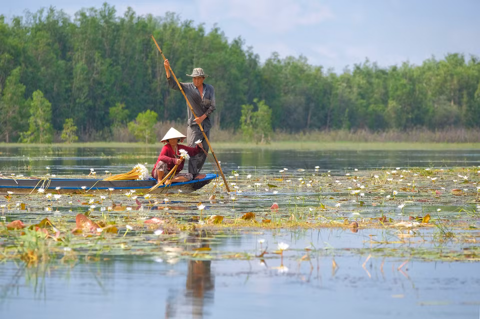Pareja recoge ninfeáceas en Chau Doc, zona limítrofe con Camboya. Estas flores son los regalos de la naturaleza otorgados a los integrantes de la etnia Khmer (Fuente: vnexpress.net)