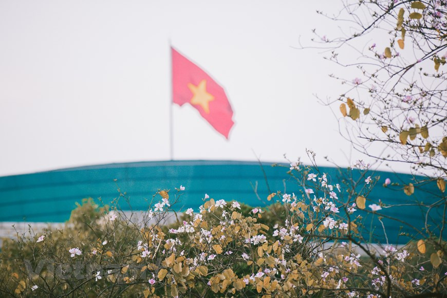 El brote de la flor de Bauhinia blanca brinda a Hanoi una nueva fisonomía (Fuente: VNA)