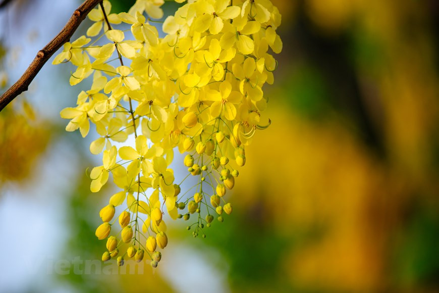 La temporada de floración de esta planta dura dos meses, de mayo a julio. La caña fístula representa la suerte y la esperanza de un futuro mejor. Esta planta, nativa del sur de Asia, tiene diferentes nombres en vietnamita debido a la forma de sus flores, tales como Hoa long den (flor de linterna), Bo cap nuoc (escorpión de agua) y Mai no muon (Ochna integérrima de floración tardía), entre otros. A fines de mayo, las cañas fístulas florecen en muchas esquinas de las calles de Hanoi. Además de fines decorativos, la caña fístula tiene usos medicinales, proporciona buena madera para la fabricación de carbón y muebles, y sirve como cortina protectora contra los vientos.(Fuente:Vietnamplus)