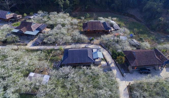 Caminos escondidos bajo el prístino blanco de las flores de ciruelo (Fuente: VNA)