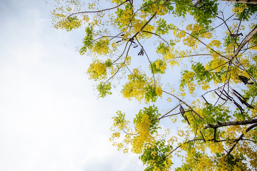 La flor hermosa representa la suerte y la esperanza de un futuro mejor. Esta planta, nativa del sur de Asia, tiene diferentes nombres en vietnamita debido a la forma de sus flores, tales como Hoa long den (flor de linterna), Bo cap nuoc (escorpión de agua) y Mai no muon (Ochna integérrima de floración tardía), entre otros. A fines de mayo, las cañas fístulas florecen en muchas esquinas de las calles de la capital. Además de fines decorativos, la caña fístula tiene usos medicinales, proporciona buena madera para la fabricación de carbón y muebles, y sirve como cortina protectora contra los vientos. (Fuente:Vietnamplus)