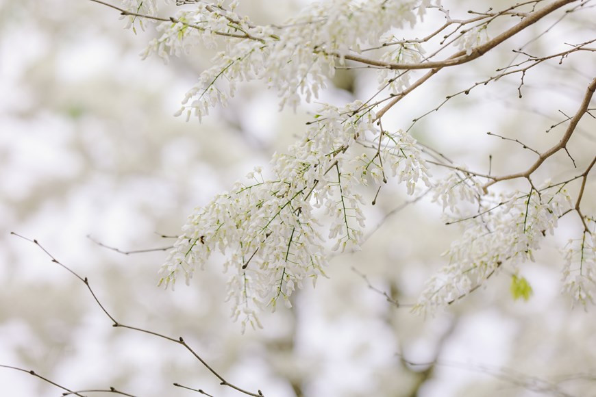 La temporada de las flores Sua inicia a menudo a finales de febrero. Su color blanco puro aporta una belleza única a las flores, que cautiva a todos en la capital Hanoi. En estos días, al pasear por Hanoi, los visitantes pueden descubrir muchos lugares con flores blancas. Los árboles Sua, cuyo nombre científico es Dalbergia tonkinensis, solo se encuentran plantados en varias carreteras, pero cada temporada de floración es fácil verlos desde la distancia. Gracias a su color blanco típico, las flores Sua se pueden apreciar fácilmente desde lejos y sus ramas mecen con el viento primaveral. Si tienes la oportunidad de visitar a Hanoi en estos días, será difícil olvidar la belleza de esas flores. (Fuente: Vietnamplus)