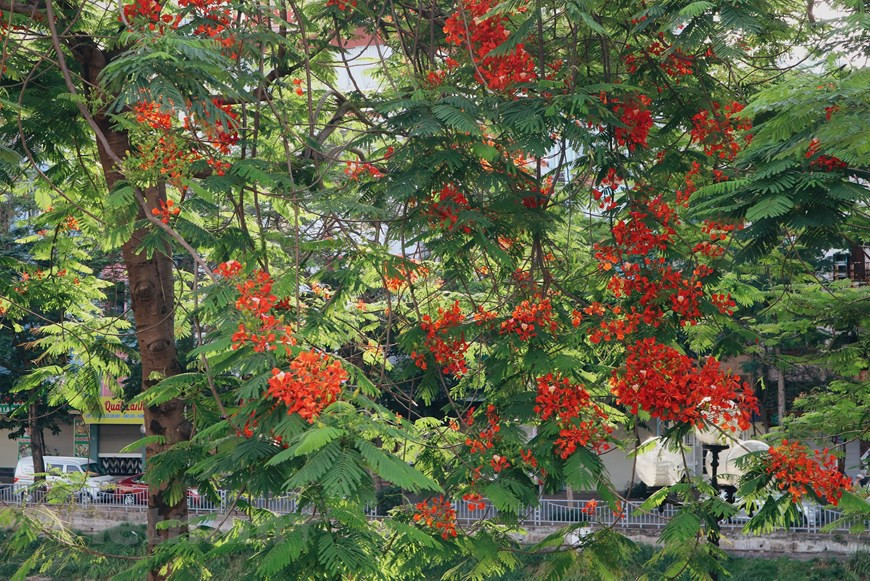Color típico de las flores en el verano del norte de Vietnam (Fuente: Vietnamplus)