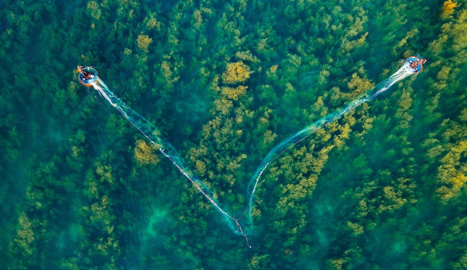 Escena de cultivo de algas en forma de la letra V (Fuente: vnexpress.net)