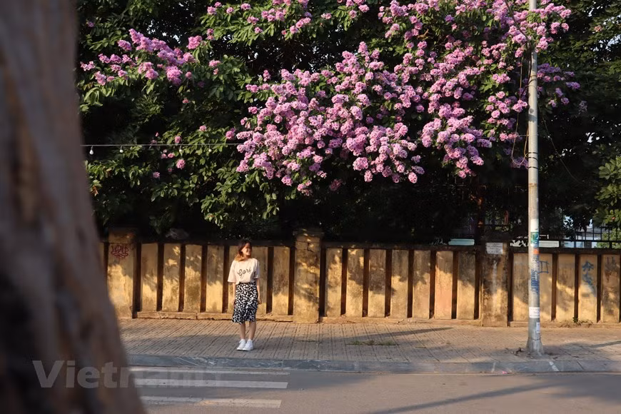 Estas flores son señales de la llegada del verano en Hanoi. Especialmente, tiñen de color violeta las calles de Dao Tan, Tran Thai Tong y Kim Ma. Es un género con 100 especies de plantas de flores de la familia Lythraceae. Su árbol tiene las ramas tetragonales, con las hojas opuestas o alternas en la parte superior. Además de Bang Lang, las flores de cañas fístulas florecen en muchas esquinas de las calles de Hanoi. Además de fines decorativos, la caña fístula tiene usos medicinales, proporciona buena madera para la fabricación de carbón y muebles, y sirve como cortina protectora contra los vientos. (Fuente:Vietnamplus)