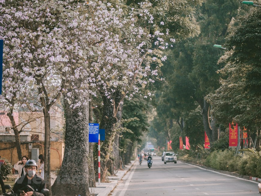 Las flores de Bauhinia blanca en Hanoi se plantan en hileras, resaltando la belleza brillante en el clima primaveral (Fuente: VNA)