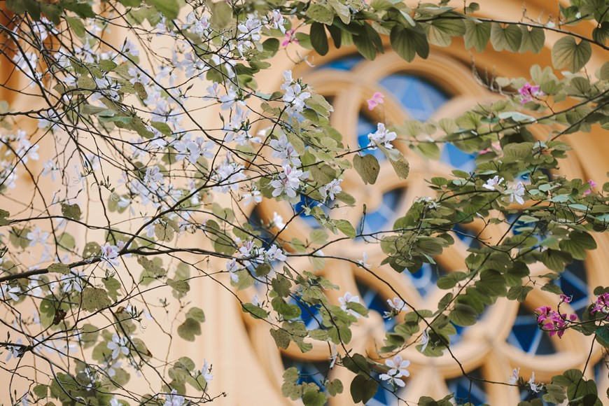 El color suave de la flor maravilla a muchas personas (Fuente: VNA)