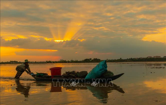 Pesca en campos inundados a finales de la temporada flotante en el distrito de Vi Thuy, en la provincia de Hau Giang (Fuente: VNA)