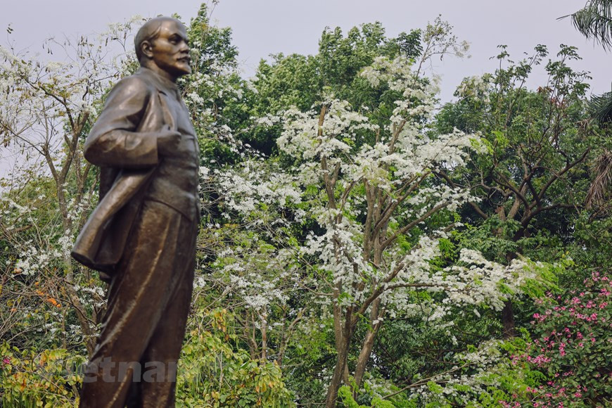 La temporada de las flores Sua inicia a menudo a finales de febrero. Su color blanco puro aporta una belleza única a las flores, que cautiva a todos en la capital Hanoi. En estos días, al pasear por Hanoi, los visitantes pueden descubrir muchos lugares con flores blancas. Los árboles Sua, cuyo nombre científico es Dalbergia tonkinensis, solo se encuentran plantados en varias carreteras, pero cada temporada de floración es fácil verlos desde la distancia. Gracias a su color blanco típico, las flores Sua se pueden apreciar fácilmente desde lejos y sus ramas mecen con el viento primaveral. Si tienes la oportunidad de visitar a Hanoi en estos días, será difícil olvidar la belleza de esas flores. (Fuente: Vietnamplus)