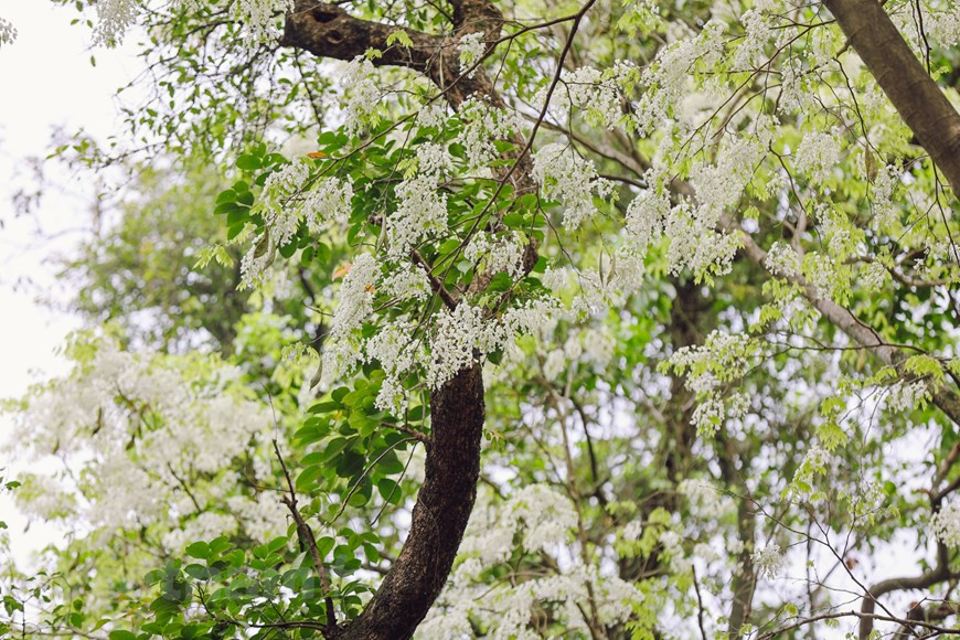Las flores Sua adornan con su blancura la esquina de las calles, creando una escena romántica con su belleza pura y única. En estos días, al pasear por Hanoi, los visitantes pueden descubrir muchos lugares con flores blancas. Los árboles Sua, cuyo nombre científico es Dalbergia tonkinensis, solo se encuentran plantados en varias carreteras, pero cada temporada de floración es fácil verlos desde la distancia. Gracias a su color blanco típico, las flores Sua se pueden apreciar fácilmente desde lejos y sus ramas mecen con el viento primaveral. Si tienes la oportunidad de visitar a Hanoi en estos días, será difícil olvidar la belleza de esas flores. (Fuente:Vietnamplus)