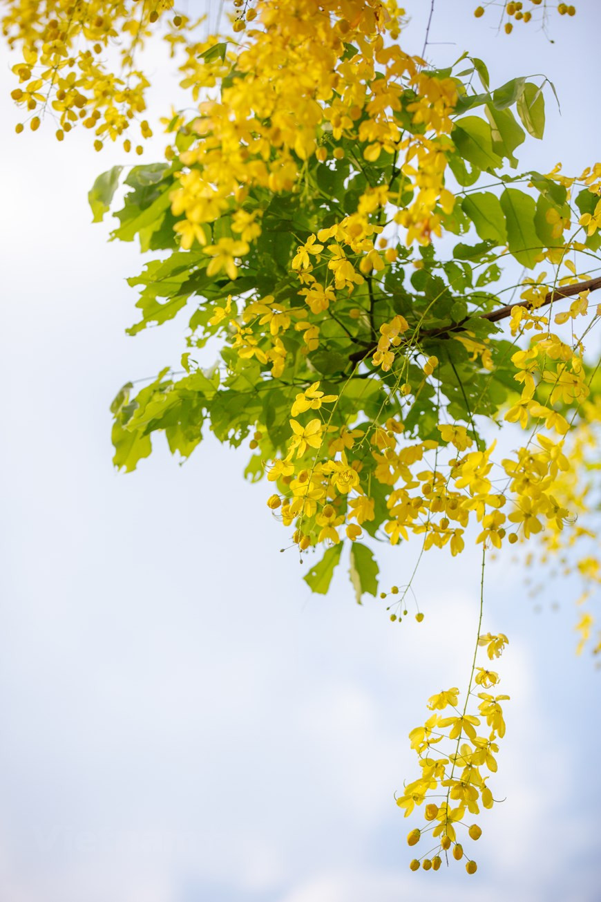 La caña fístula, casia purgante u hojasén, se conoce como una especie fanerógama perteneciente a la familia de las fabáceas. Las flores aromáticas cuelgan de un pedúnculo alargado y se agrupan en racimos de tres a ocho decímetros de largo. Esta planta, nativa del sur de Asia, tiene diferentes nombres en vietnamita debido a la forma de sus flores, tales como Hoa long den (flor de linterna), Bo cap nuoc (escorpión de agua) y Mai no muon (Ochna integérrima de floración tardía), entre otros. Las flores cuelgan de un pedúnculo y se agrupan en racimos de tres a ocho decímetros de largo.A fines de mayo, las cañas fístulas florecen en muchas esquinas de las calles de Hanoi. (Fuente:Vietnamplus)