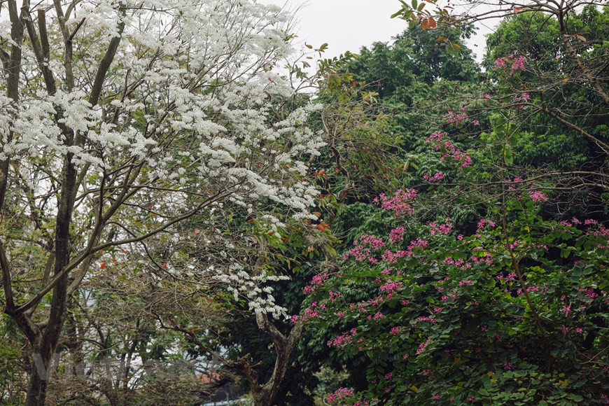 Las flores Sua (cuyo nombre científico es Dalbergia tonkinensis) tienen un color blanco puro, que cautiva a todos en la capital Hanoi. Se encuentran plantados en varias calles, y cada temporada de floración es fácil verlos desde la distancia. Gracias a su color blanco típico, las flores Sua se pueden apreciar fácilmente desde lejos. Las ramas de las flores Sua se mecen con el viento primaveral. Si tienes la oportunidad de visitar a Hanoi en estos días, será difícil olvidar la belleza de las flores Sua. Esas flores adornan con su blancura la esquina de una calle, creando una escena romántica. La temporada de las flores Sua inicia a menudo a finales de febrero. En estos días, al pasear por Hanoi, los visitantes pueden descubrir muchos lugares con flores blancas. Flores Sua embellecen calles de Hanoi(Fuente:Vietnamplus)