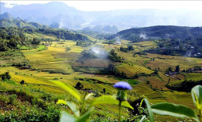 Belleza de las terrazas arroceras vista desde arriba (Fuente: VNA)