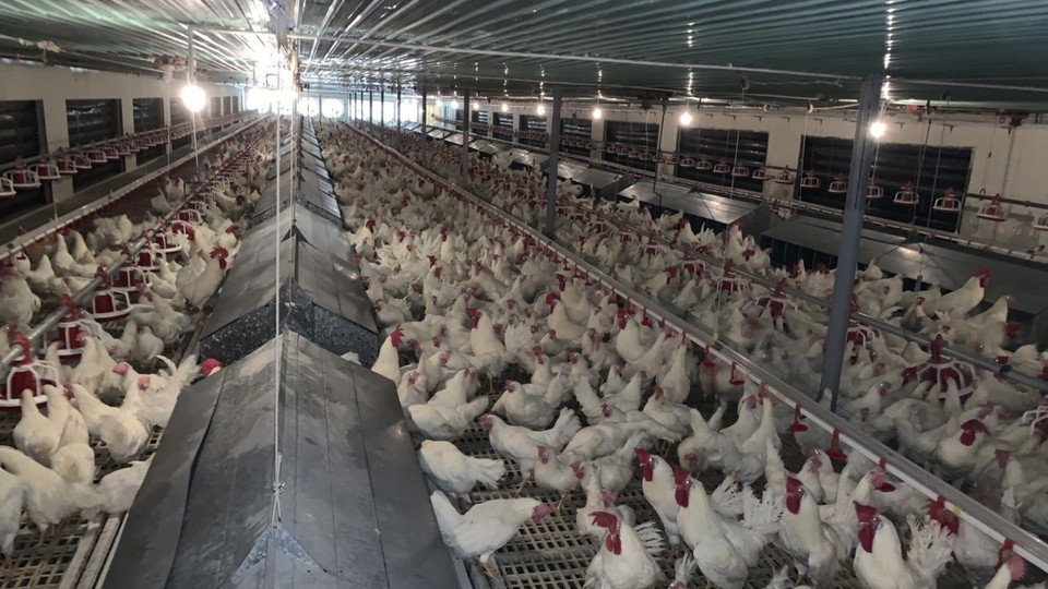 Las gallinas francesas no usan antibióticos y se crían en un ambiente de control de enfermedades con el propósito de tomar sus huevos con embriones para fabricar la vacuna Covivac (Fuente: VNA)