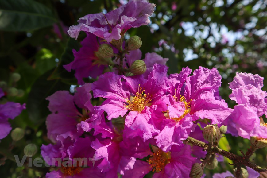 Las flores de Bang Lang (Lagerstroemia) señalan la llegada del verano (Fuente: Vietnamplus)