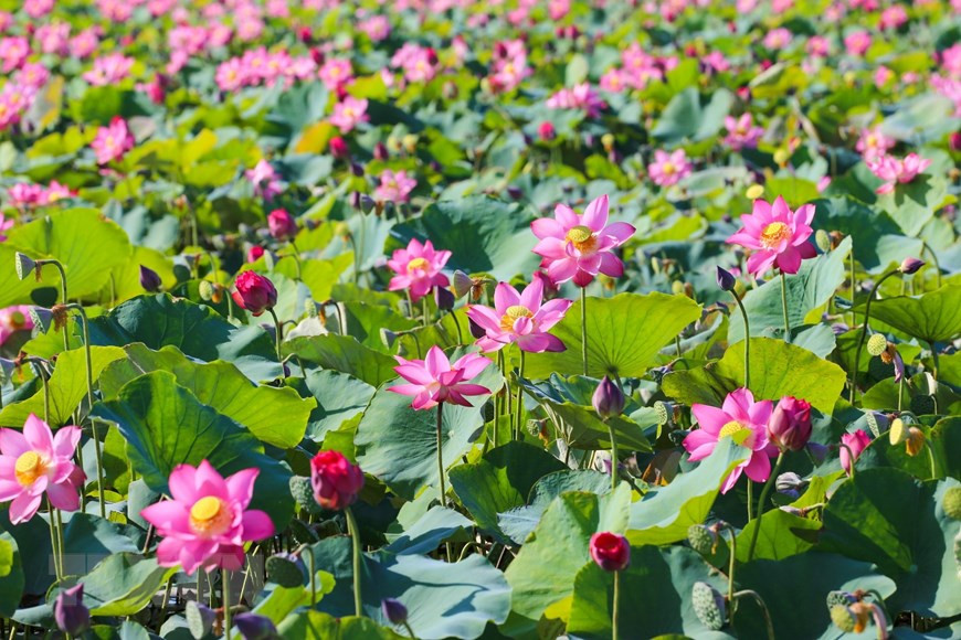 Se trata de la flor nacional de Vietnam. (Foto: VNA)