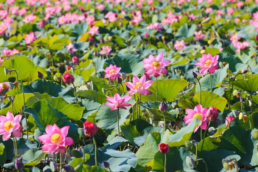 Se trata de la flor nacional de Vietnam. (Foto: VNA)
