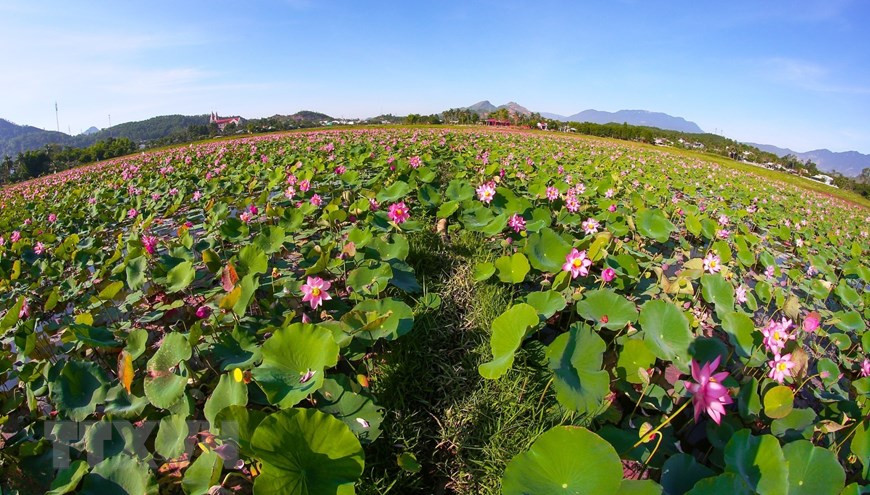 Como productos favoritos de los consumidores vietnamitas, las flores y semillas de loto generan más ingresos a los cultivadores. (Foto: VNA)