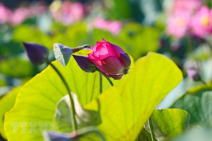 La belleza de la flor de loto. (Foto: VNA)