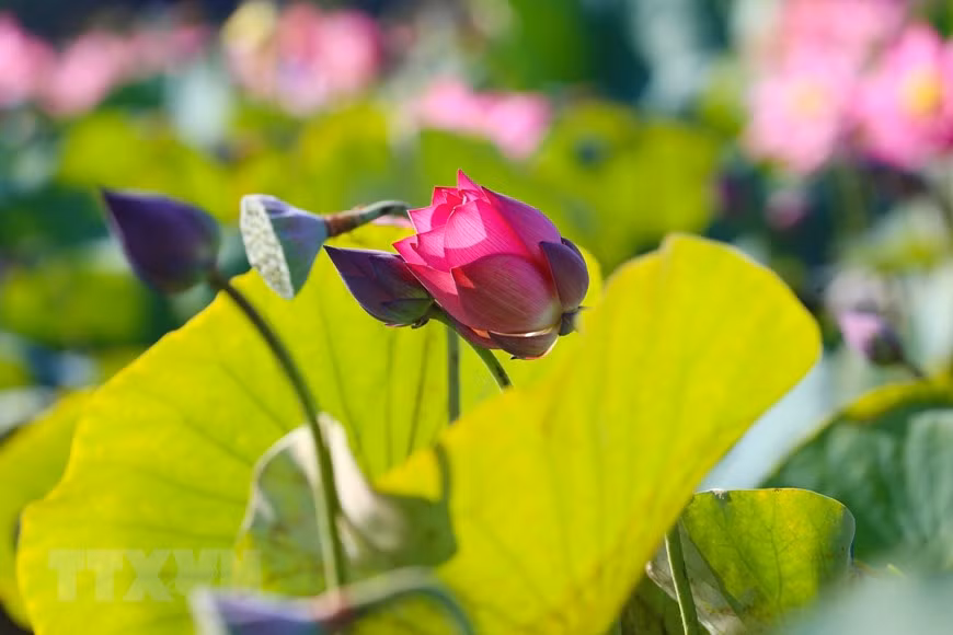 La belleza de la flor de loto. (Foto: VNA)