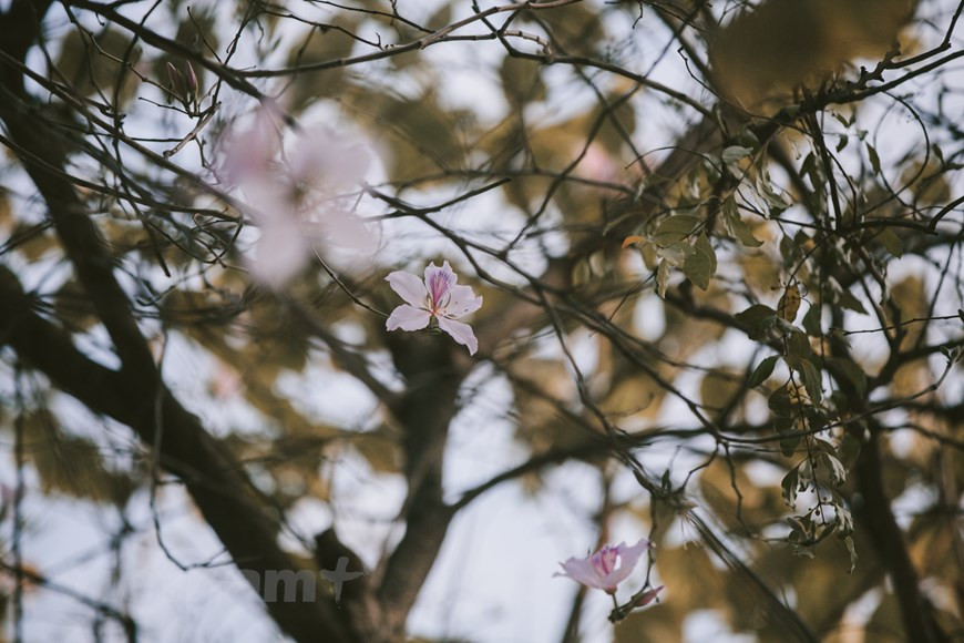 Bauhinia variegata, una planta típica de la región remota del noroeste, se ha cultivado en Hanoi desde la década de 1960. Las flores embellecen muchas calles como Hoang Dieu, Bac Son, Thanh Nien y Yen Phu, entre otras. Adaptables al clima de Vietnam, los árboles Bauhinia variegata generalmente florece desde fines de febrero o principios de marzo en Hanoi. El florecimiento solo dura aproximadamente un mes, convirtiéndose en una peculiaridad de la ciudad. Como la temporada de floración es tan corta, el momento ideal para tomar las mejores fotos con la flor de Bauhinia variegata es a finales de febrero. Cuando los árboles pierden sus hojas, la flor muestra toda su belleza. (Foto: Vietnam+)