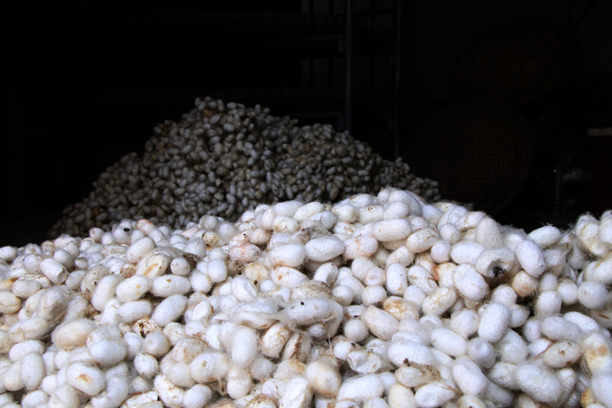La aldea de Co Chat, en la provincia norteña de Nam Dinh, ha ganado fama hace largo tiempo por la sericultura. Los productos textiles de Co Chat contribuyen a la confección del Ao Dai (túnica tradicional de la mujer vietnamita), creando el símbolo de la elegancia y la cultura milenaria de la nación. La sericicultura consta de la cría del gusano de seda (Bombyx mori) con un conjunto de técnicas para producir capullos y, con ellos, la seda misma como producto textil final. Las primeras referencias a la cría del gusano por el hombre para la obtención de seda datan de 3400 a. C., en las regiones cálidas de la actual China (Hainan, Anhui, Fujian y Jiangxi fundamentalmente) donde abundaba el árbol de la morera. La crianza se realizaba en las aldeas y abastecía a las familias primero, siendo el excedente para intercambios con otras comunidades, sobre todo del interior. (Foto: Vietnam+)