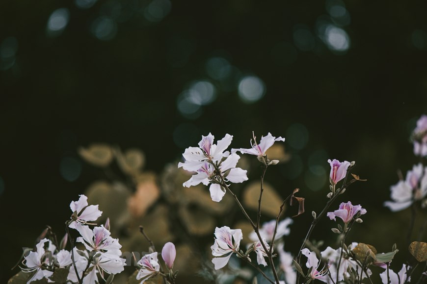 Las flores de Bauhinia variegata también constituyen un símbolo de lealtad. Según la leyenda de las minorías étnicas en el noroeste, había una beldad llamada Ban, quien quería proger su amor con su novio Khum, por lo que murió arrojándose en un acantilado. Luego en ese lugar creció una planta que floreció de color blanco en la primavera. La gente inmediatamente la bautizó con el nombre de la joven, para recordar su amor fiel. Las flores traen la primavera de montañas remotas a Hanoi. ¡Ha llegado la temporada de florecimiento de Bauhinia variegata en Hanoi, !no pierda la oportunidad de contemplar las calles cubiertas de puras flores, un escenario pintoresco que solo aparece una vez cada año! (Foto: Vietnam+)