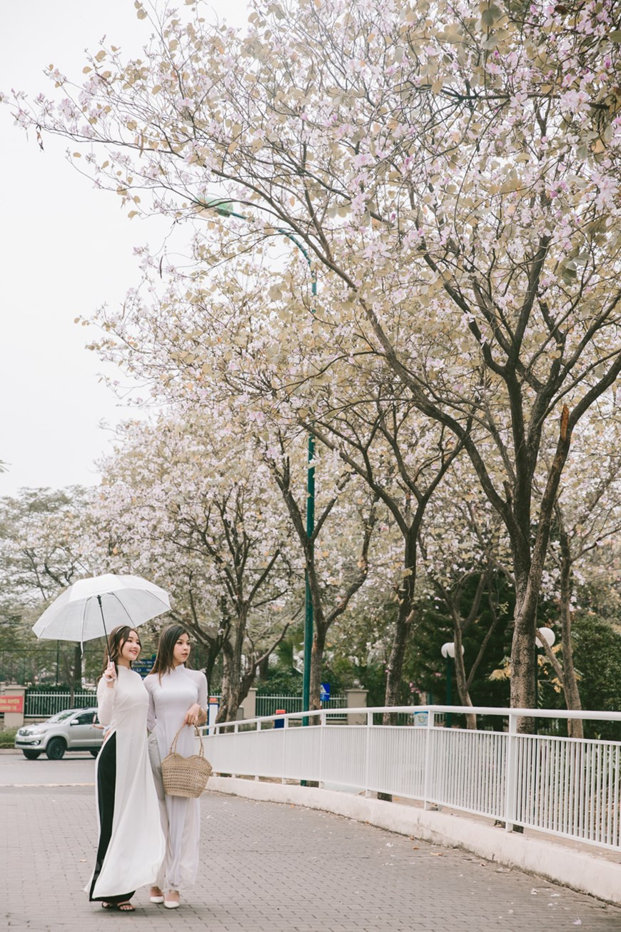 Cuenta la leyenda que la flor Ban (Bauhinia variegata) está asociada con la apasionada pero trágica historia de amor de la señorita Ban y su novio Khum en las montañas del noroeste. Por lo tanto, los vietnamitas, especialmente la etnia minoritaria Thai, que da origen a la leyenda, escriben la flor Ban como un símbolo del amor. Como "especialidad" del noroeste, los árboles Bauhinia variegata han aparecido en Hanoi durante muchos años. Su apariencia se está extendiendo por muchas calles y parques, lo que hace que la capital milenaria sea más poética. Los elegantes Ao Dai (túnica tradicional de la mujer vietnamita) constituyen la opción más popular de las jóvenes que quieren lucir con las flores. (Foto: Vietnam+)
