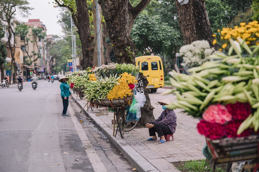 La azucena (Lilium longiflorum), o lirio de Pascua, es una planta bulbosa que crece hasta un metro de alto. En época de floración posee flores con forma de trompeta, blancas y fragantes, apodada también por los hanoienses como la "flor de abril", porque cada año florece exclusivamente en este mes. Aunque no es tan brillante y fragante como muchas otras flores, su color blanco crea una belleza pura muy singular. Con el contraste entre el color blanco puro de las flores y el color verde de las hojas y los tallos, los ramos de la azucenas en de los vendedores ambulantes introducen una sensación se apacibilidad en las bulliciosas calles de Hanoi. (Foto: Vietnam+)