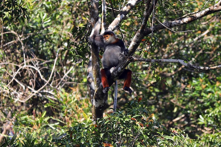 Es el hogar de 15 manadas de duc de canillas rojas (Pygathrix nemaeus), una especie de primate en peligro de extinción. (Foto: VNA)